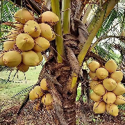 Fruits of Uganda - ShalomAgro